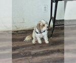 Small #2 Shih Tzu Mix