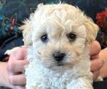 Small Photo #17 Maltipoo Puppy For Sale in LAS VEGAS, NV, USA