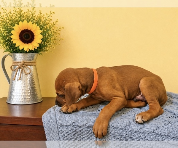 Medium Photo #5 Rhodesian Ridgeback Puppy For Sale in MADISON, GA, USA
