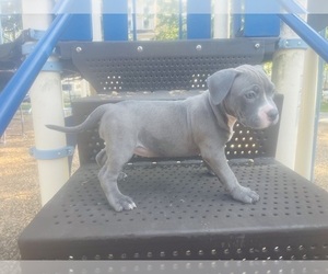 Medium American Pit Bull Terrier