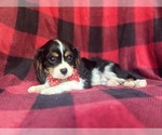 Small #3 Cavalier King Charles Spaniel