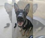 Small German Shepherd Dog Mix