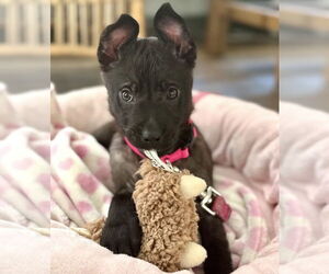 Elle - Female Mutt Dog for Adoption - Photo #5