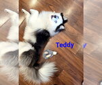 Small #1 Pomsky