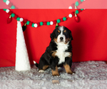 Puppy Maple Bernese Mountain Dog