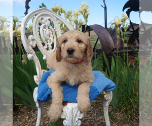 Goldendoodle Puppy for sale in PEYTON, CO, USA