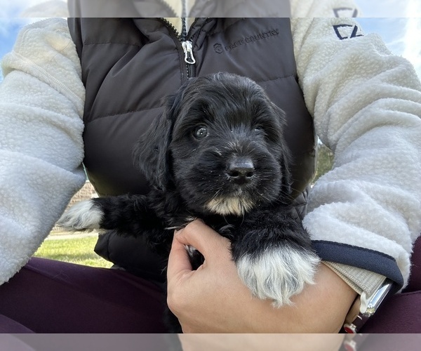Medium Photo #46 Aussiedoodle Puppy For Sale in BREMERTON, WA, USA