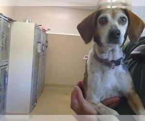 Beagle Dogs for adoption in Sacramento, CA, USA