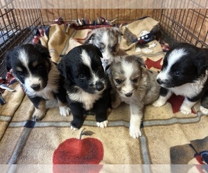 Miniature Australian Shepherd Puppy for sale in BUSH, LA, USA