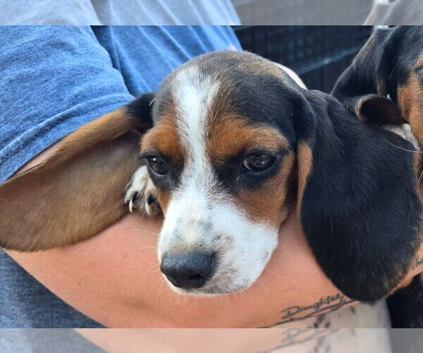 Medium Photo #4 Bagle Hound Puppy For Sale in Dunnellon, FL, USA