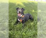 CHISPA - Female Mutt Dog for Adoption - Small photo