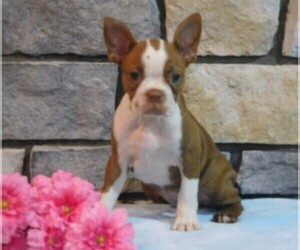 Boston Terrier Puppy for sale in FREDERICKSBG, OH, USA