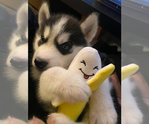 Siberian Husky Puppy for sale in NEW YORK, NY, USA