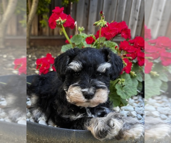 Medium Photo #2 Schnauzer (Miniature) Puppy For Sale in FAIRFIELD, CA, USA