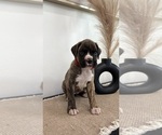 Small Boxer
