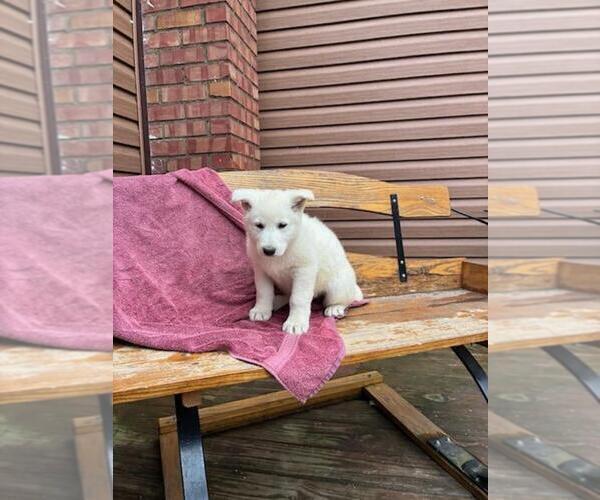 Medium Photo #18 German Shepherd Dog Puppy For Sale in GREENWOOD, WI, USA