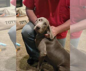 Mother of the Weimaraner puppies born on 11/04/2021