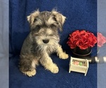 Small #6 Schnauzer (Miniature)