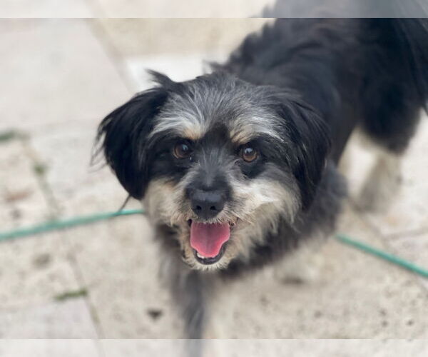 Medium Photo #1 Shih Tzu Puppy For Sale in Fremont, CA, USA