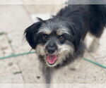 Small Shih Tzu