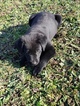 Small Photo #11 Labrador Retriever Puppy For Sale in HARTVILLE, MO, USA