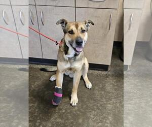 Mutt Dogs for adoption in Rockwall, TX, USA