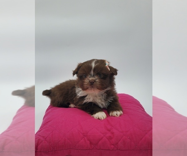 Medium Photo #2 Shih Tzu Puppy For Sale in GOSHEN, IN, USA