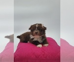 Small Photo #2 Shih Tzu Puppy For Sale in GOSHEN, IN, USA
