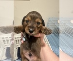 Small Photo #11 Dachshund Puppy For Sale in LEXINGTON, NC, USA