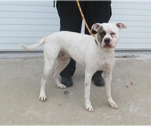 American Bulldog-Unknown Mix Dogs for adoption in Louisville, KY, USA