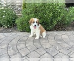 Puppy Puppy 3 Max Saint Bernard