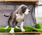 Small #6 Great Dane