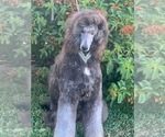Small Photo #1 Poodle (Standard) Puppy For Sale in OKEECHOBEE, FL, USA