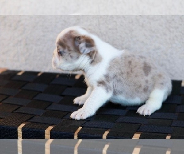 Medium Photo #4 French Bulldog Puppy For Sale in HESPERIA, CA, USA
