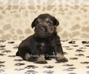 Schnauzer (Miniature) Puppy for sale in DENVER, PA, USA