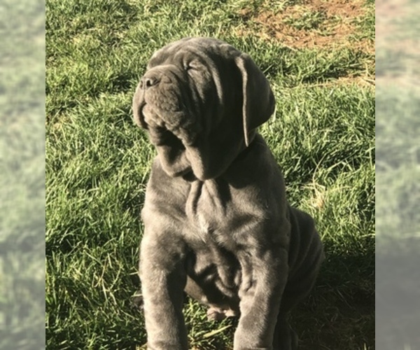 Medium Photo #5 Neapolitan Mastiff Puppy For Sale in BRISTOW, VA, USA
