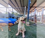 Small #2 Golden Retriever Mix