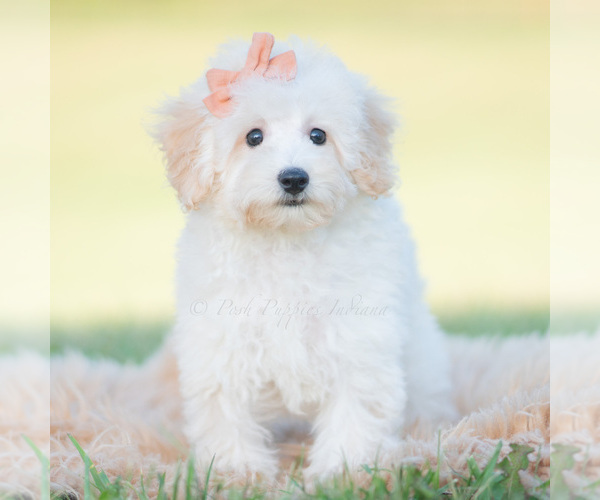 Medium Photo #4 Goldendoodle (Miniature) Puppy For Sale in WARSAW, IN, USA