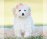 Small Photo #73 Goldendoodle (Miniature) Puppy For Sale in WARSAW, IN, USA