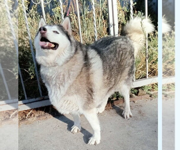 Medium Photo #3 Alaskan Malamute Puppy For Sale in Fallbrook, CA, USA