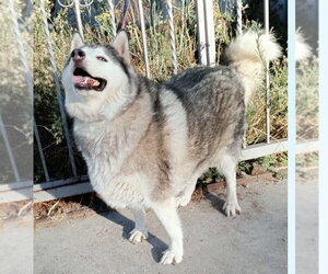 Emma - Female Alaskan Malamute Dog for Adoption - Photo #3
