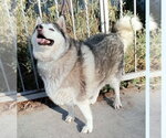 Small #2 Alaskan Malamute