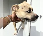 Small Mutt