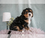 Small Photo #16 Bernedoodle (Miniature) Puppy For Sale in PARADISE, PA, USA