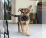 Small #4 Boxer Mix