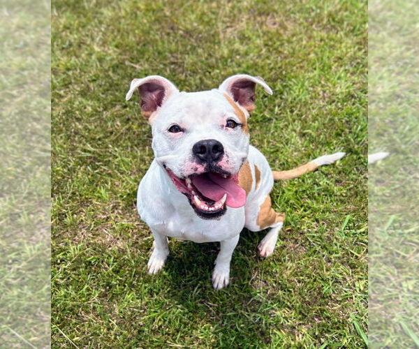 Medium Photo #7 American Pit Bull Terrier-Unknown Mix Puppy For Sale in Bryant, AR, USA