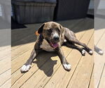 Small #37 American Pit Bull Terrier-Mountain Cur Mix