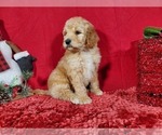 Small Photo #6 Poodle (Standard) Puppy For Sale in COLORADO SPRINGS, CO, USA
