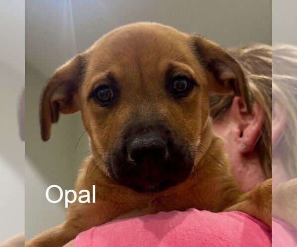 Medium Photo #1 Mutt Puppy For Sale in Hilton Head, SC, USA