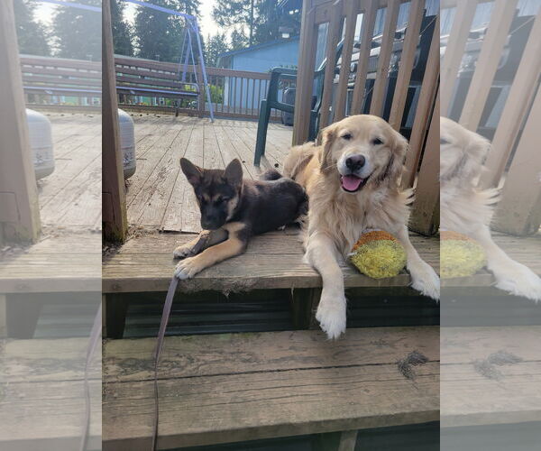 Medium Photo #5 German Shepherd Dog-Unknown Mix Puppy For Sale in Seattle, WA, USA